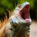 poze iguana discord|Iguana Empire .
